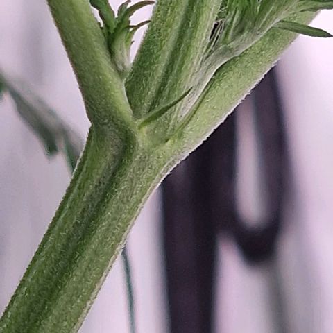Haze Berry growlog timeline photo