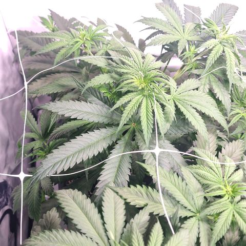 Haze Berry growlog timeline photo
