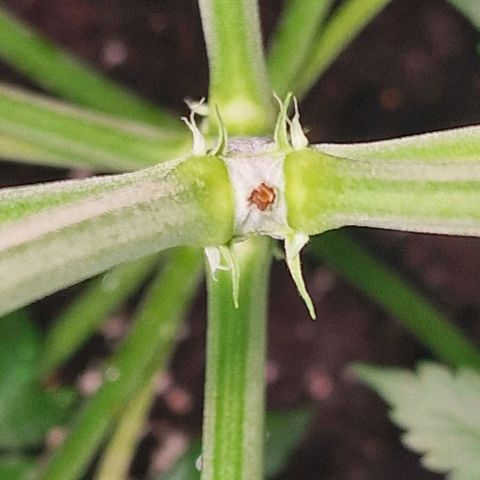 Haze Berry growlog timeline photo