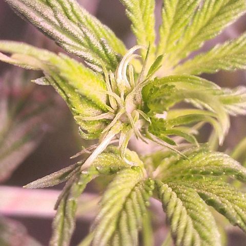 Haze Berry growlog timeline photo