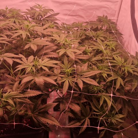 Haze Berry growlog timeline photo