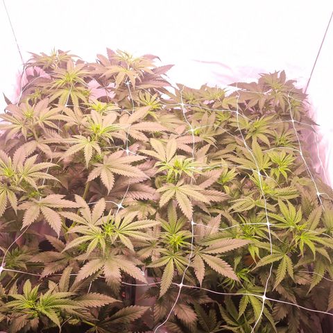 Haze Berry growlog timeline photo