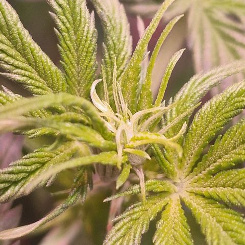 Haze Berry growlog timeline photo
