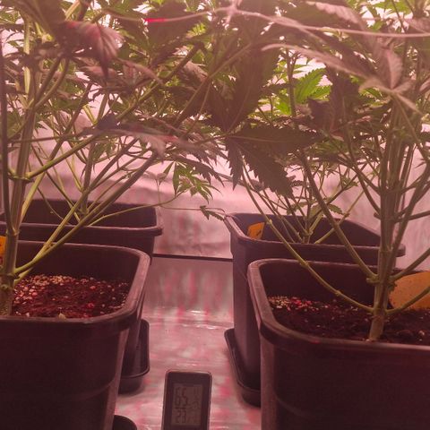 Haze Berry growlog timeline photo