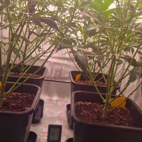 Haze Berry growlog timeline photo