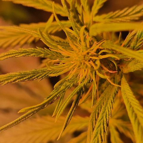 Haze Berry growlog timeline photo
