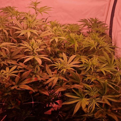 Haze Berry growlog timeline photo