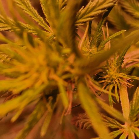 Haze Berry growlog timeline photo