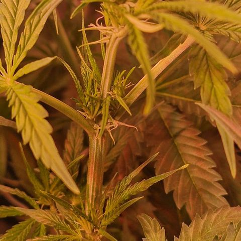Haze Berry growlog timeline photo
