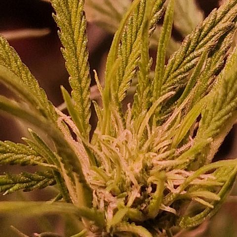 Haze Berry growlog timeline photo