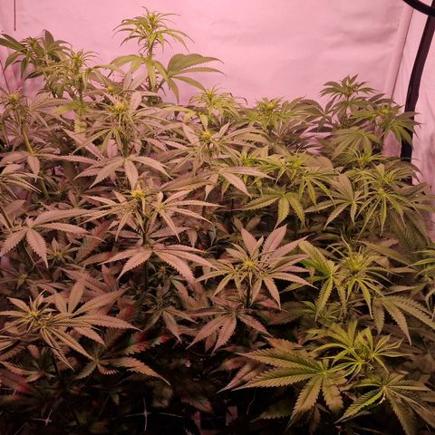 Haze Berry growlog timeline photo