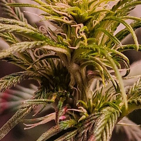 Haze Berry growlog timeline photo