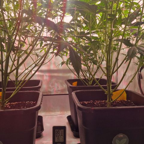 Haze Berry growlog timeline photo