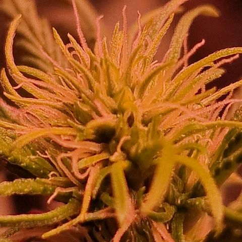 Haze Berry growlog timeline photo