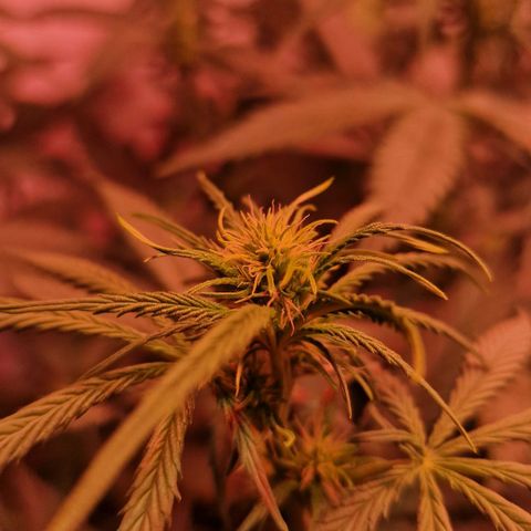 Haze Berry growlog timeline photo