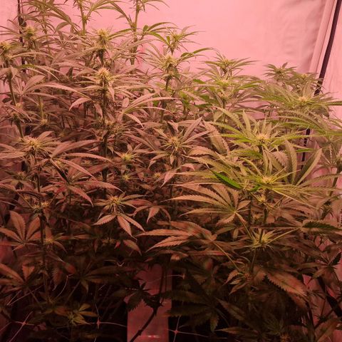 Haze Berry growlog timeline photo