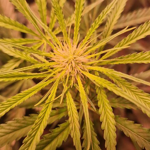 Haze Berry growlog timeline photo