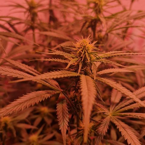 Haze Berry growlog timeline photo