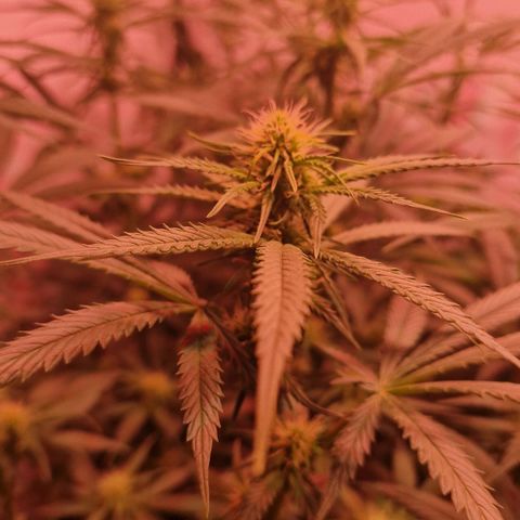 Haze Berry growlog timeline photo
