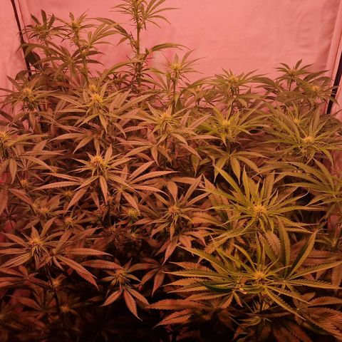 Haze Berry growlog timeline photo