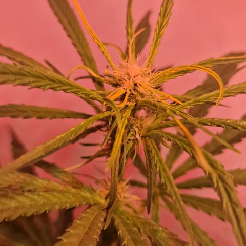 Haze Berry growlog timeline photo