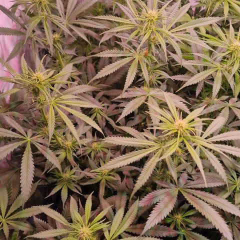 Haze Berry growlog timeline photo