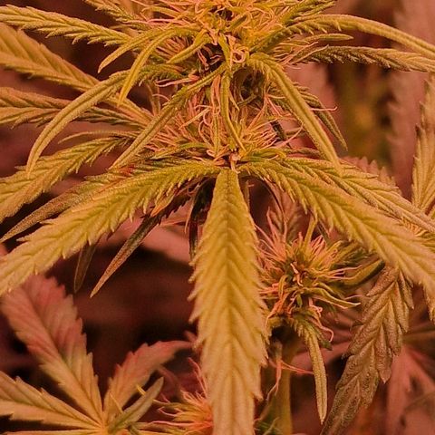 Haze Berry growlog timeline photo