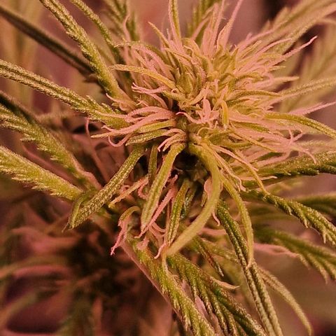 Haze Berry growlog timeline photo