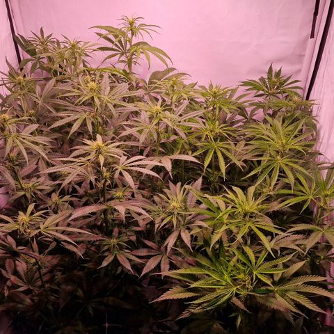 Haze Berry growlog timeline photo