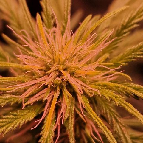 Haze Berry growlog timeline photo