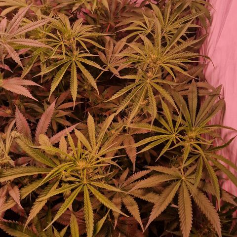Haze Berry growlog timeline photo