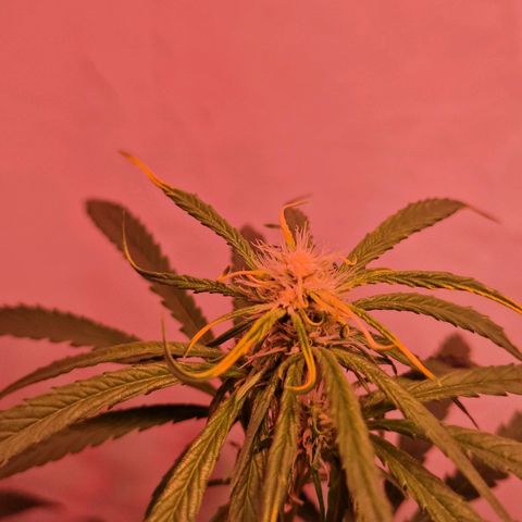 Haze Berry growlog timeline photo