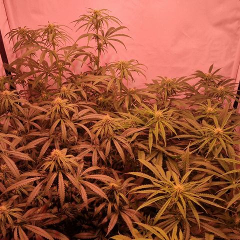 Haze Berry growlog timeline photo