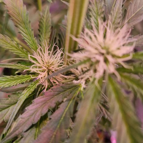 Haze Berry growlog timeline photo