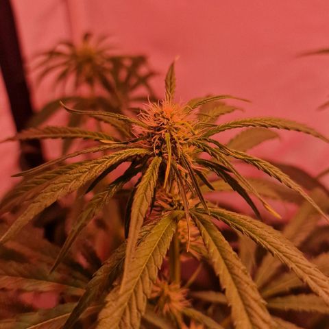 Haze Berry growlog timeline photo