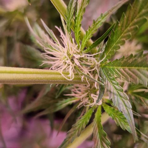 Haze Berry growlog timeline photo