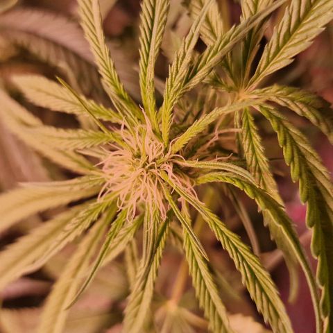 Haze Berry growlog timeline photo