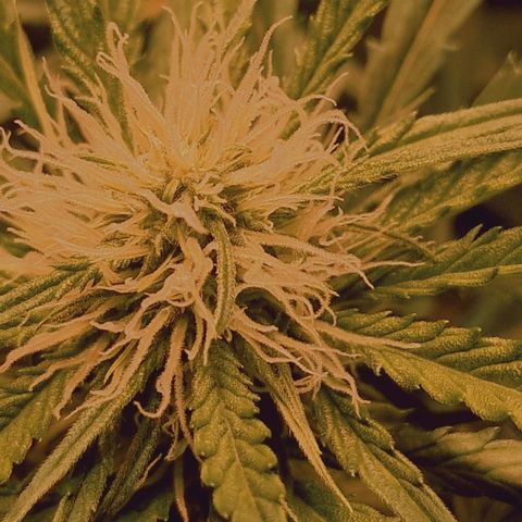 Haze Berry growlog timeline photo