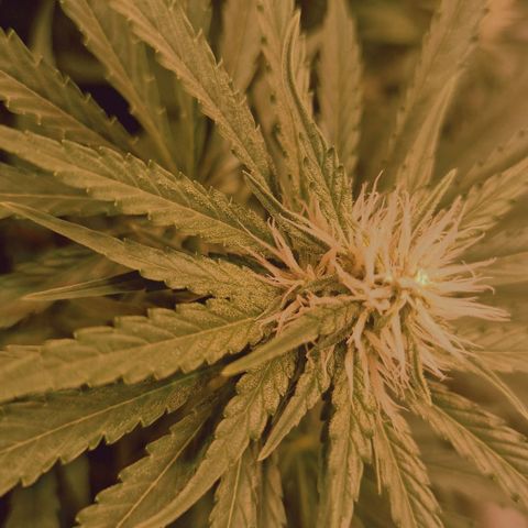 Haze Berry growlog timeline photo