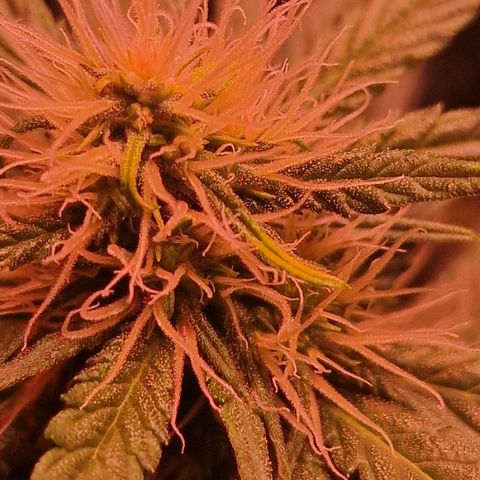 Haze Berry growlog timeline photo