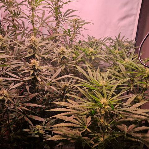 Haze Berry growlog timeline photo