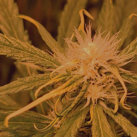 Haze Berry growlog timeline photo