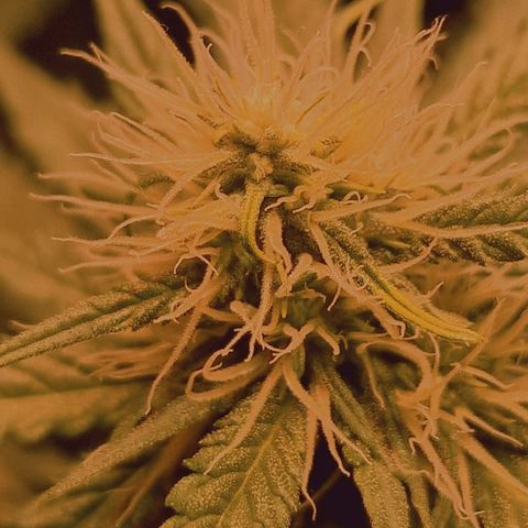 Haze Berry growlog timeline photo