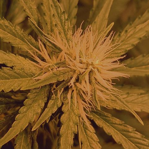 Haze Berry growlog timeline photo