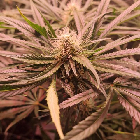 Haze Berry growlog timeline photo