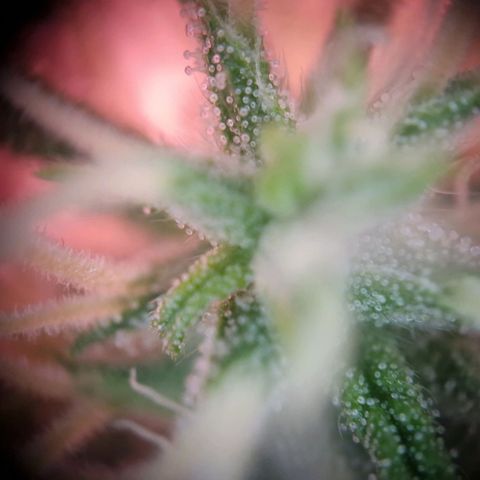Haze Berry growlog timeline photo