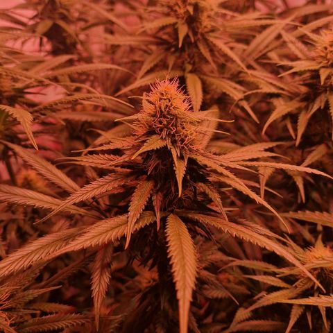 Haze Berry growlog timeline photo