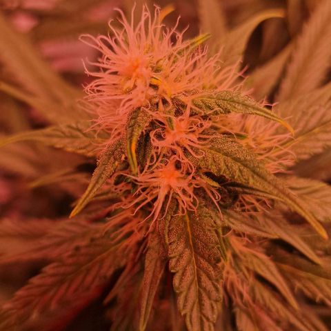 Haze Berry growlog timeline photo