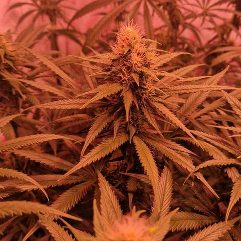 Haze Berry growlog timeline photo
