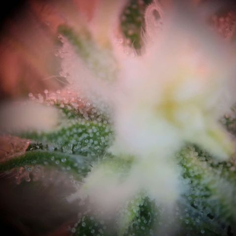 Haze Berry growlog timeline photo